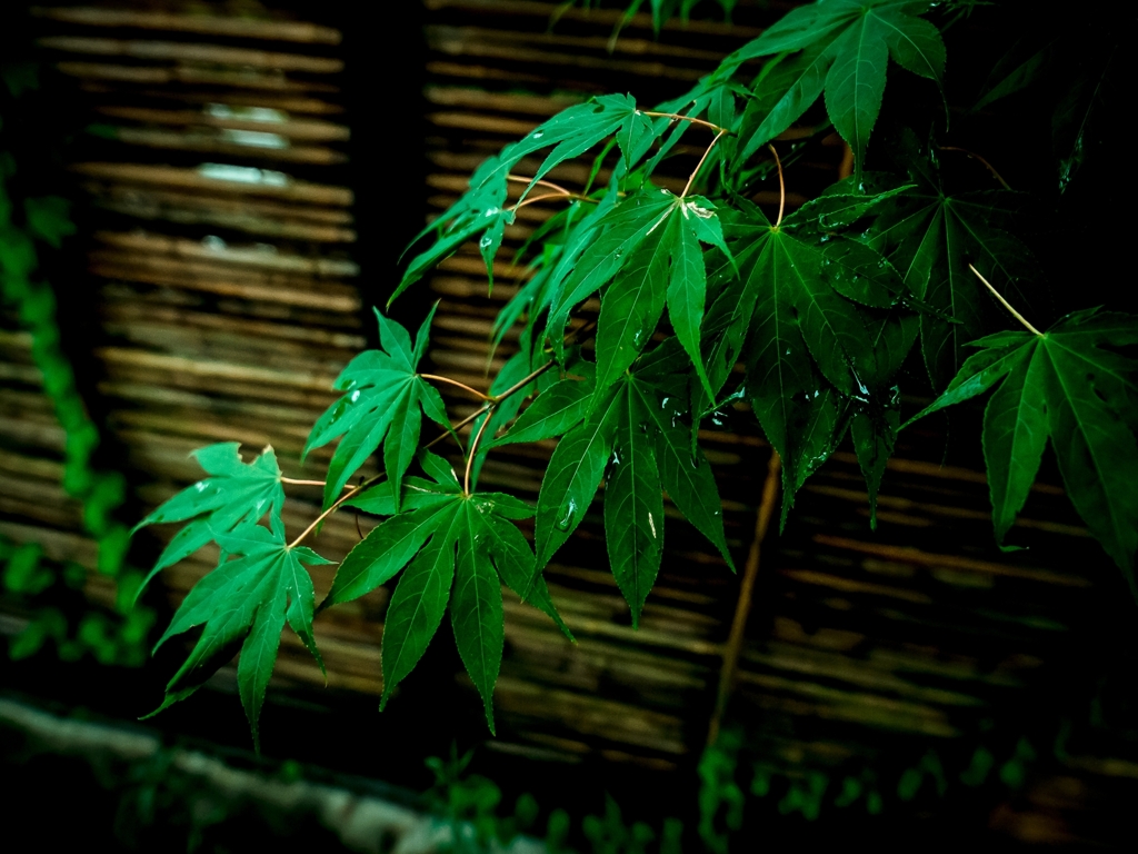 雨あがる