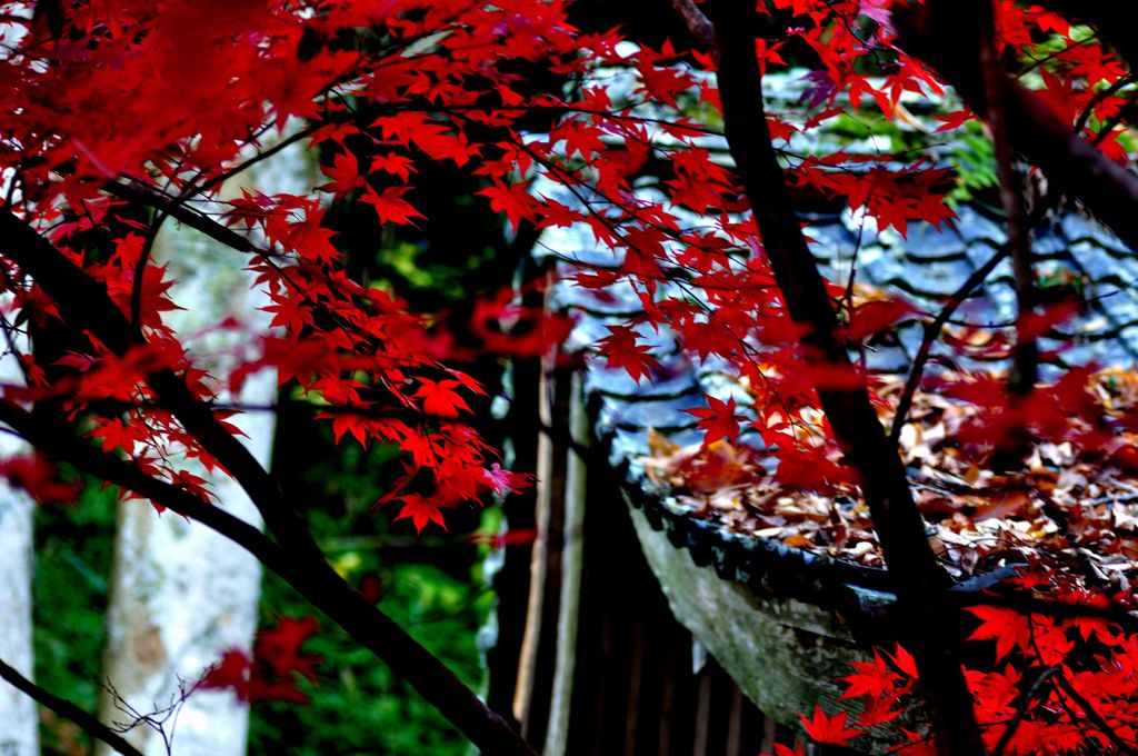 洞樹院の紅葉⑤