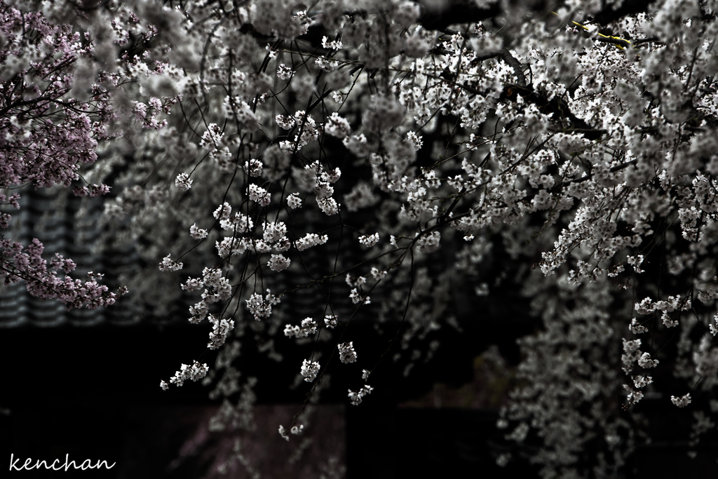 源空院の桜