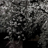 源空院の桜