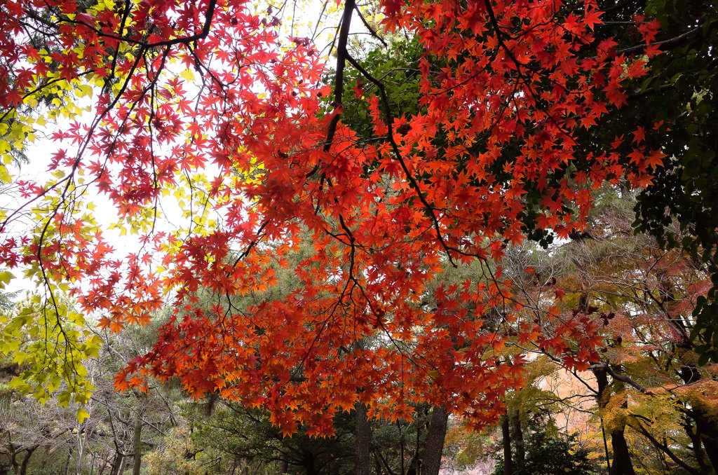 公園のもみじ