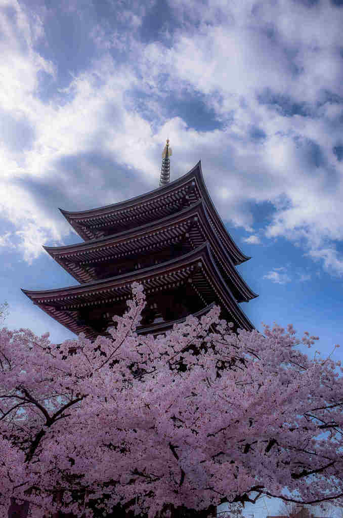 日泰寺の桜