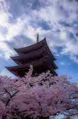 日泰寺の桜
