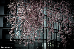 日銀前の枝垂桜