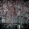 日銀前の枝垂桜