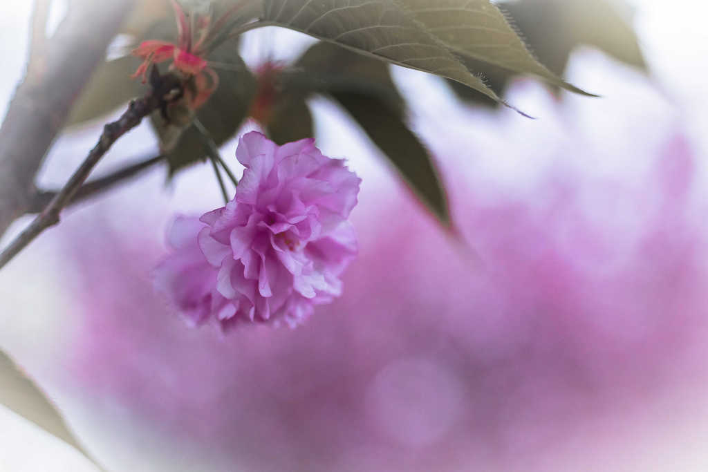 八重桜の頃