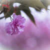 八重桜の頃