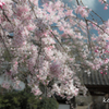 桜咲