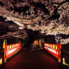 妖艶な桜