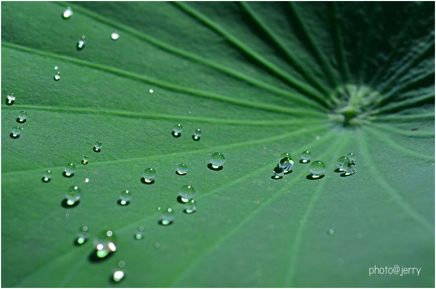 蓮の葉っぱと水遊び