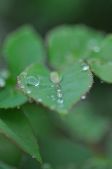水玉