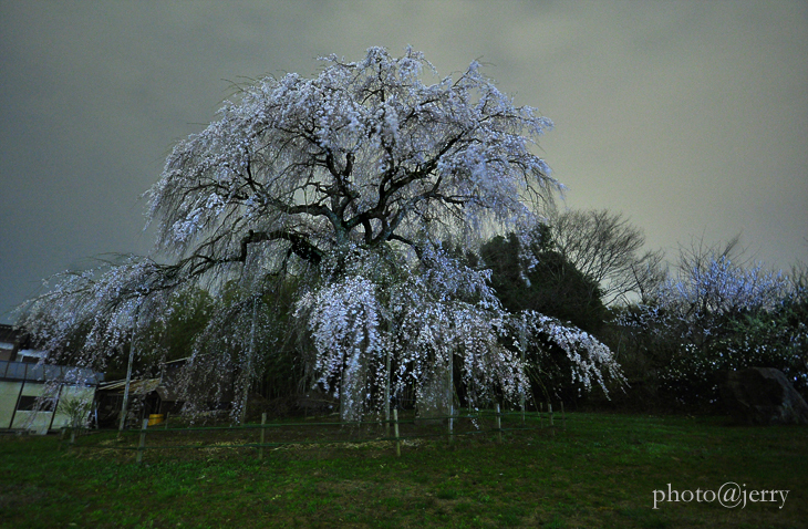 夜桜