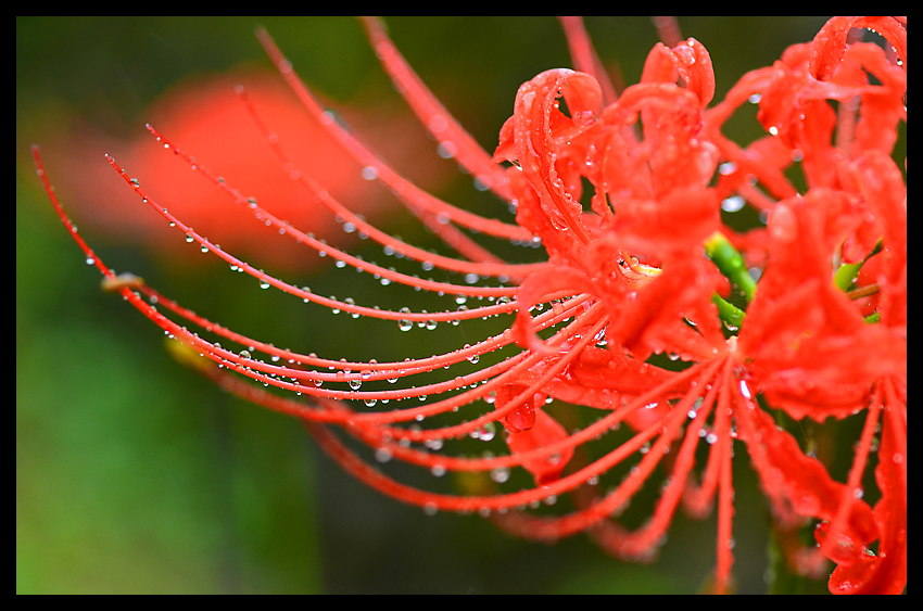 曼珠沙華 