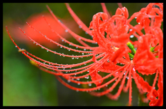 曼珠沙華 
