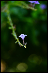 華