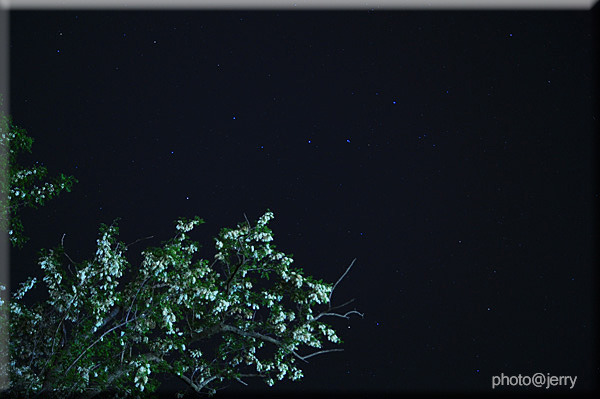 ｱｶｼﾔの花と北斗七星