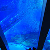 水族館ﾃﾞｰﾄ