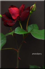 薔薇