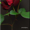 薔薇