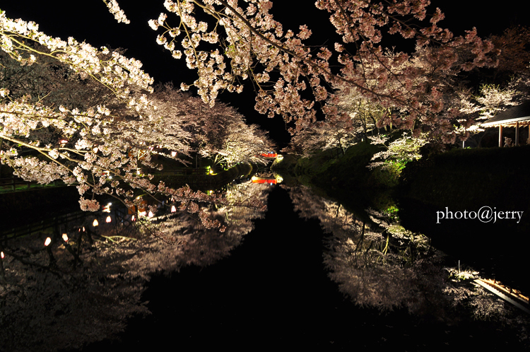 夜桜