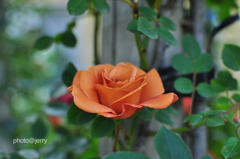 薔薇