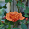 薔薇