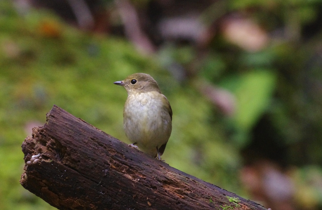 Ｋ－５撮り（鳥）おろしⅡ