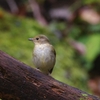 Ｋ－５撮り（鳥）おろしⅡ