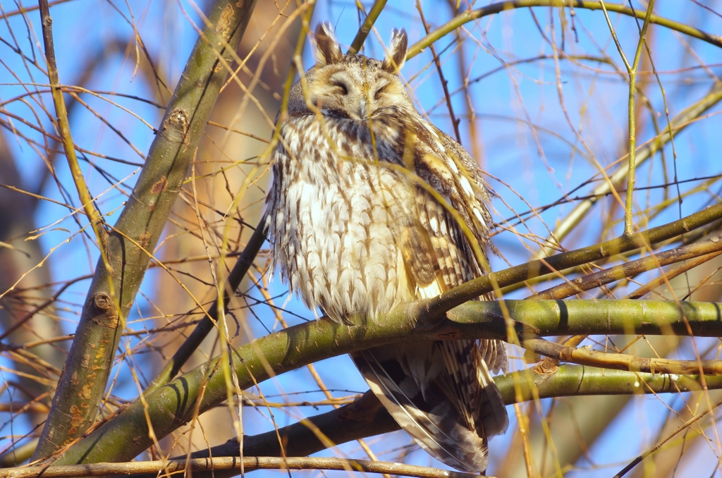 トラフズクの笑顔！？