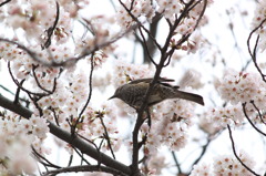 桜にヒヨドる