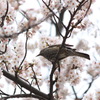 桜にヒヨドる