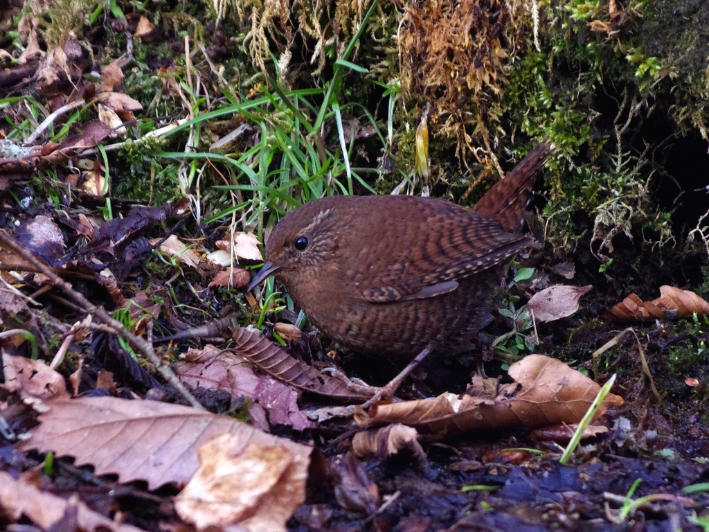 「鳥の王様」？ミソサザイ