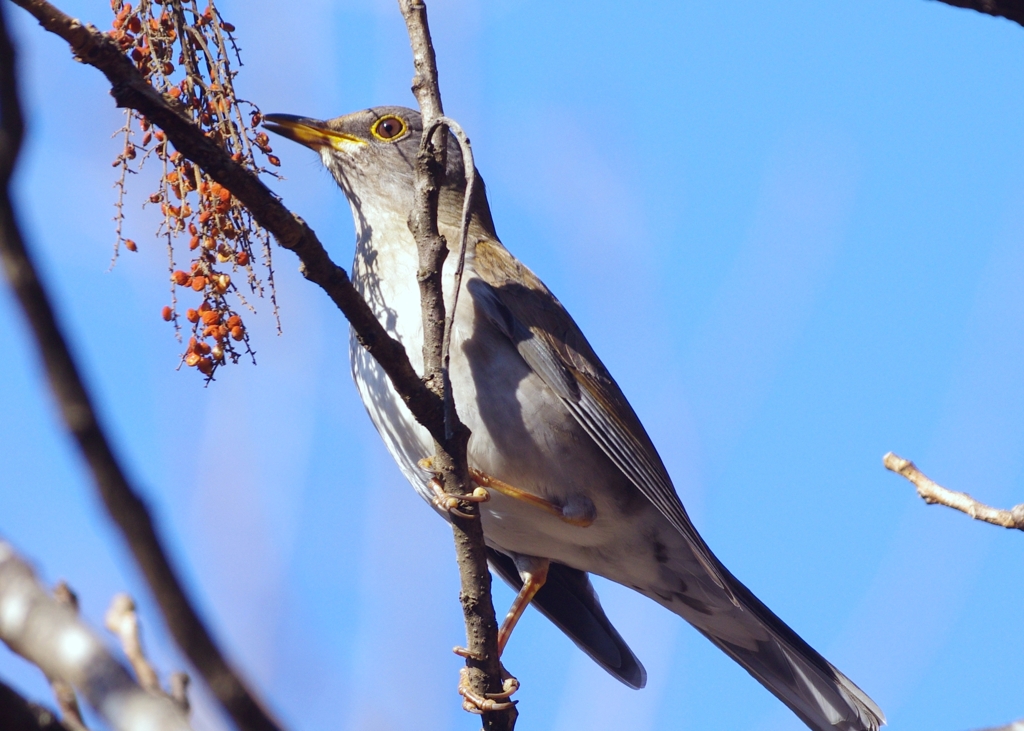 ミミズに飽きた？シロハラ