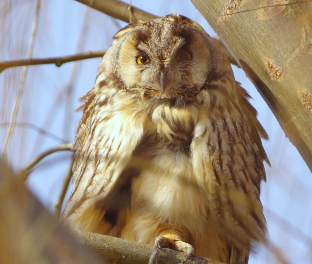 野生の眼　トラフズク