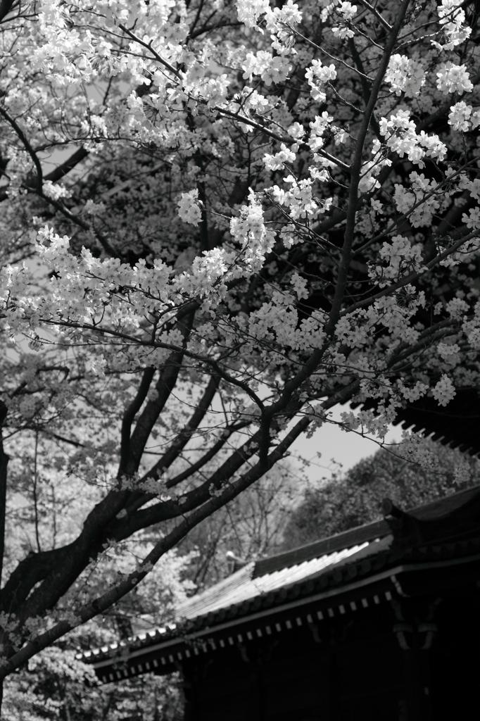 知恩院③