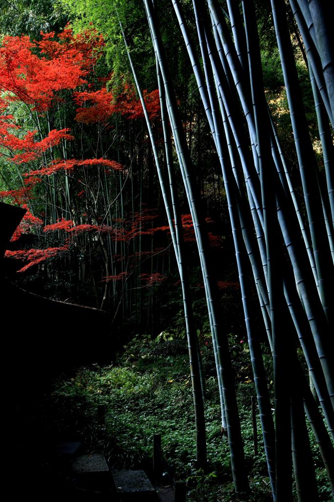 竹林の華
