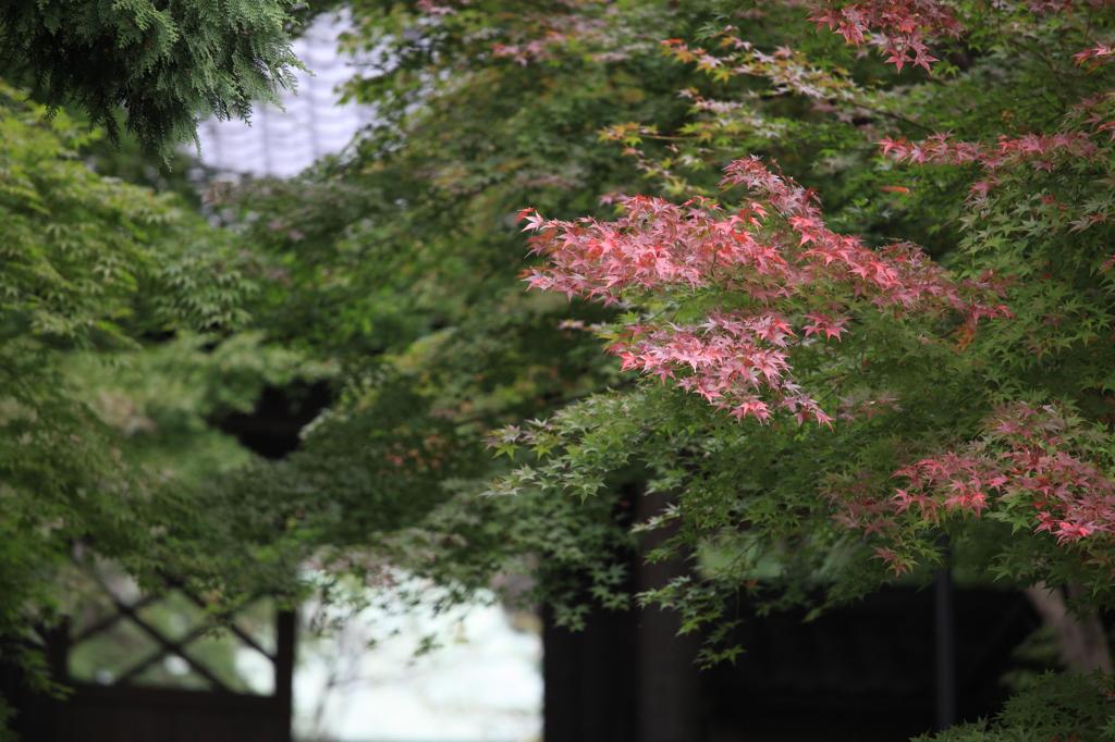 薄紅