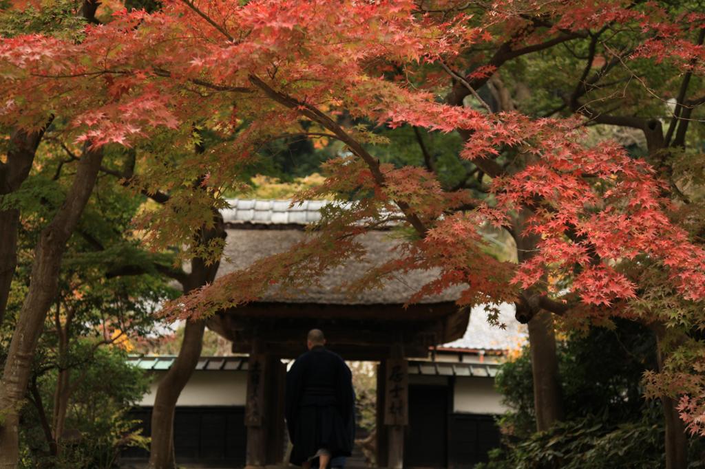 お坊様と紅葉