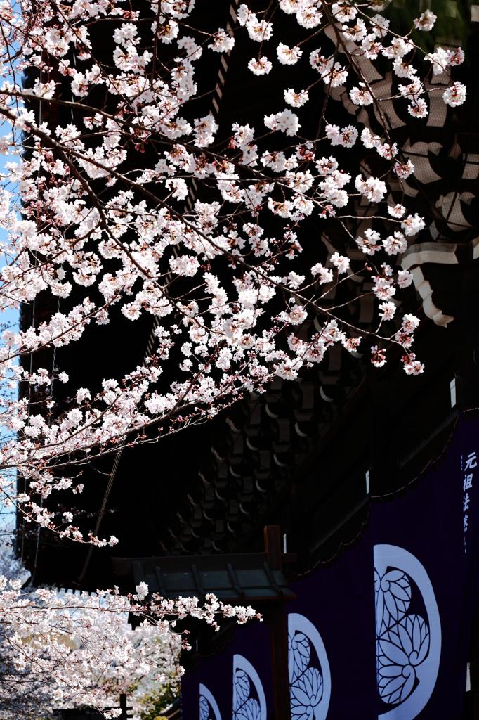 知恩院②