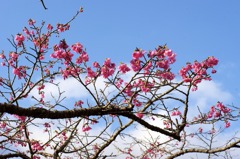 緋寒桜