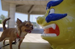 シーサー VS ガムほしい犬　ガルル〜