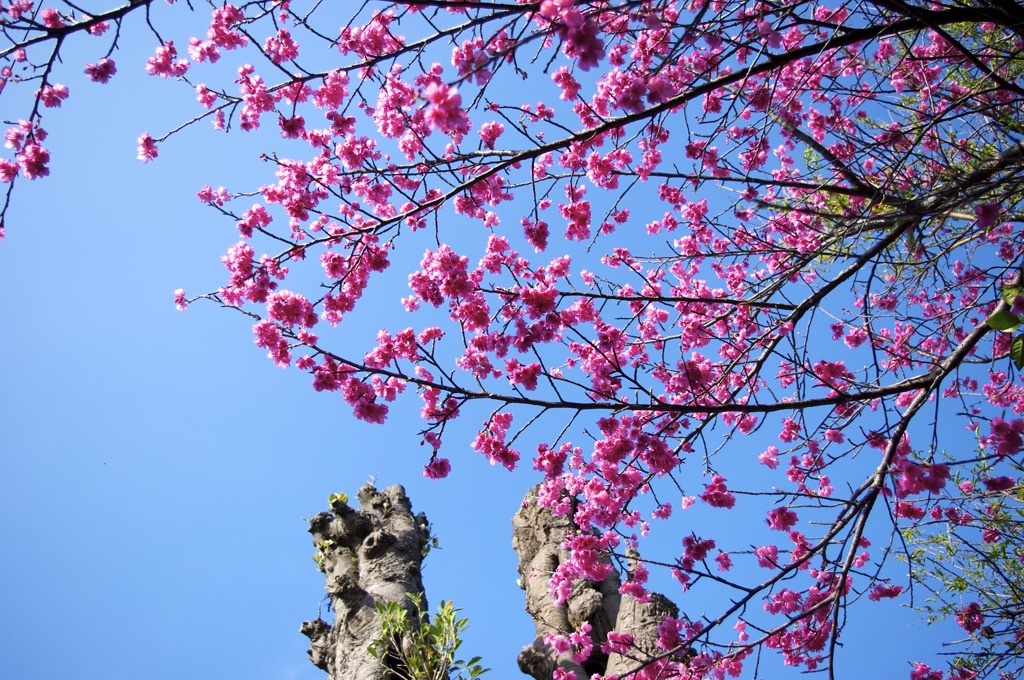 緋寒桜