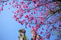緋寒桜
