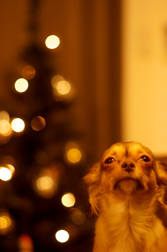 ワンワンクリスマス