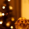ワンワンクリスマス