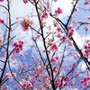 緋寒桜