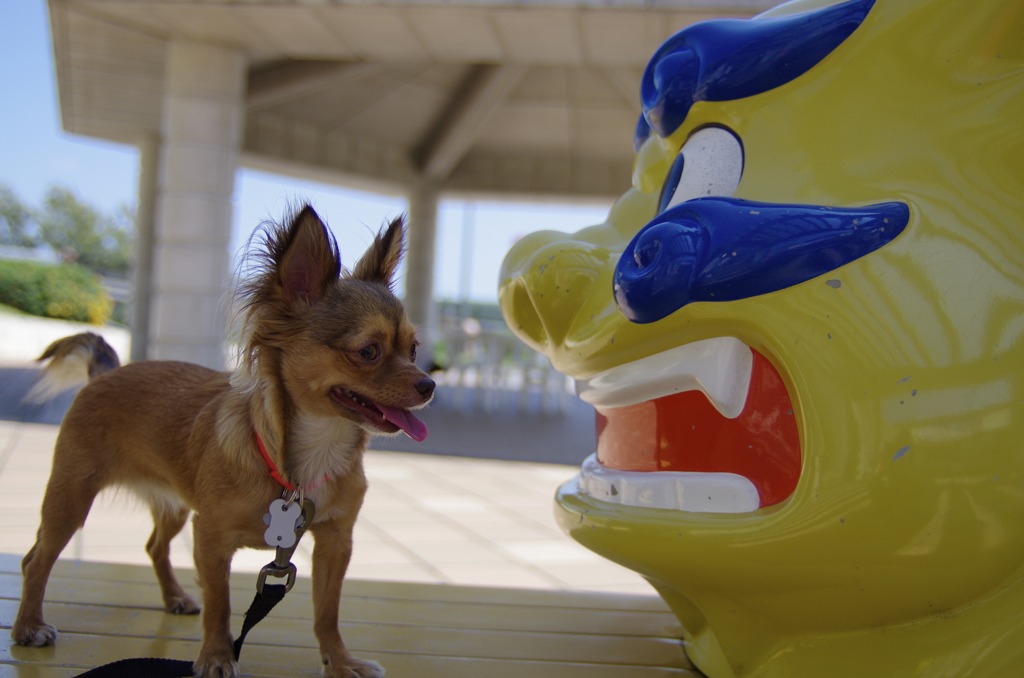 シーサー VS ガムほしい犬　見合って〜