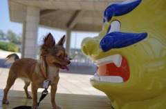 シーサー VS ガムほしい犬　見合って〜
