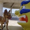 シーサー VS ガムほしい犬　見合って〜