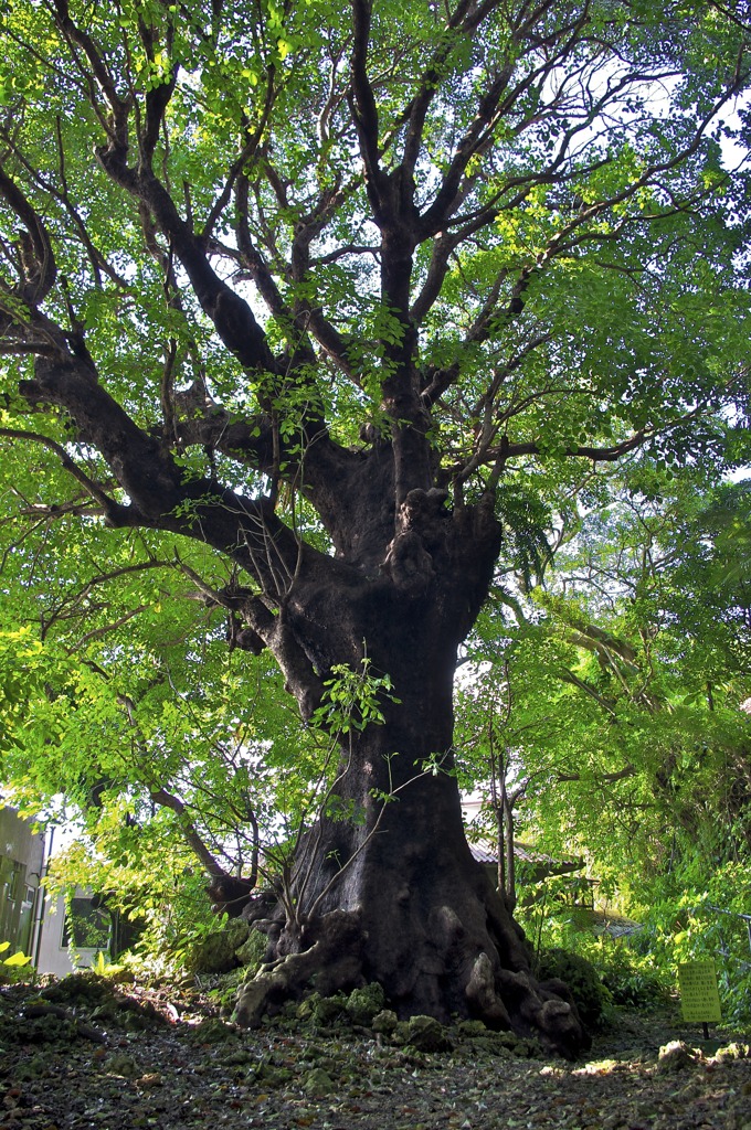 樹齢300年